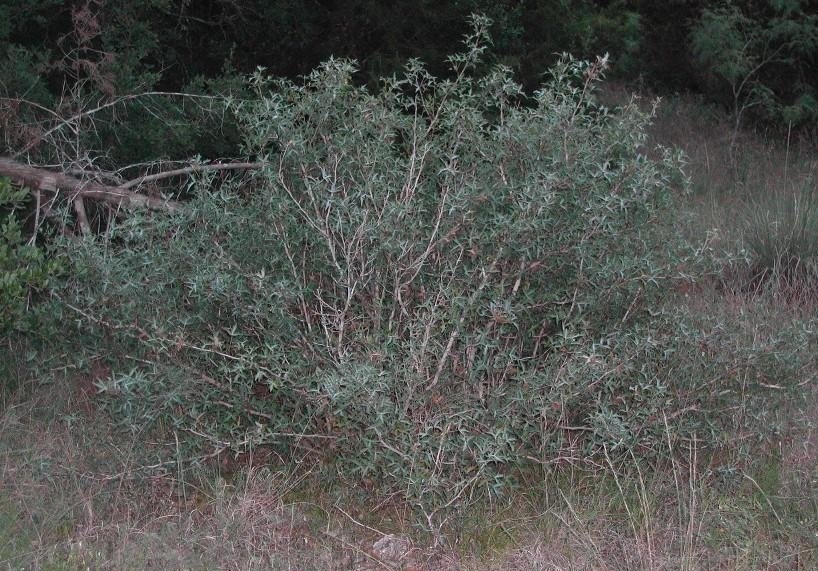 Berberis Species, Currant-of-Texas, Wild Currant, Chaparral Berry