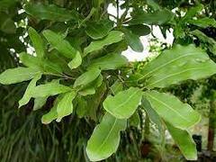 Macadamia Species, Smoothshell Macadamia Nut Tree, Queensland Nut
