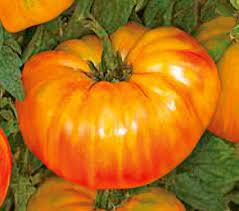 Tomato 'Pineapple'