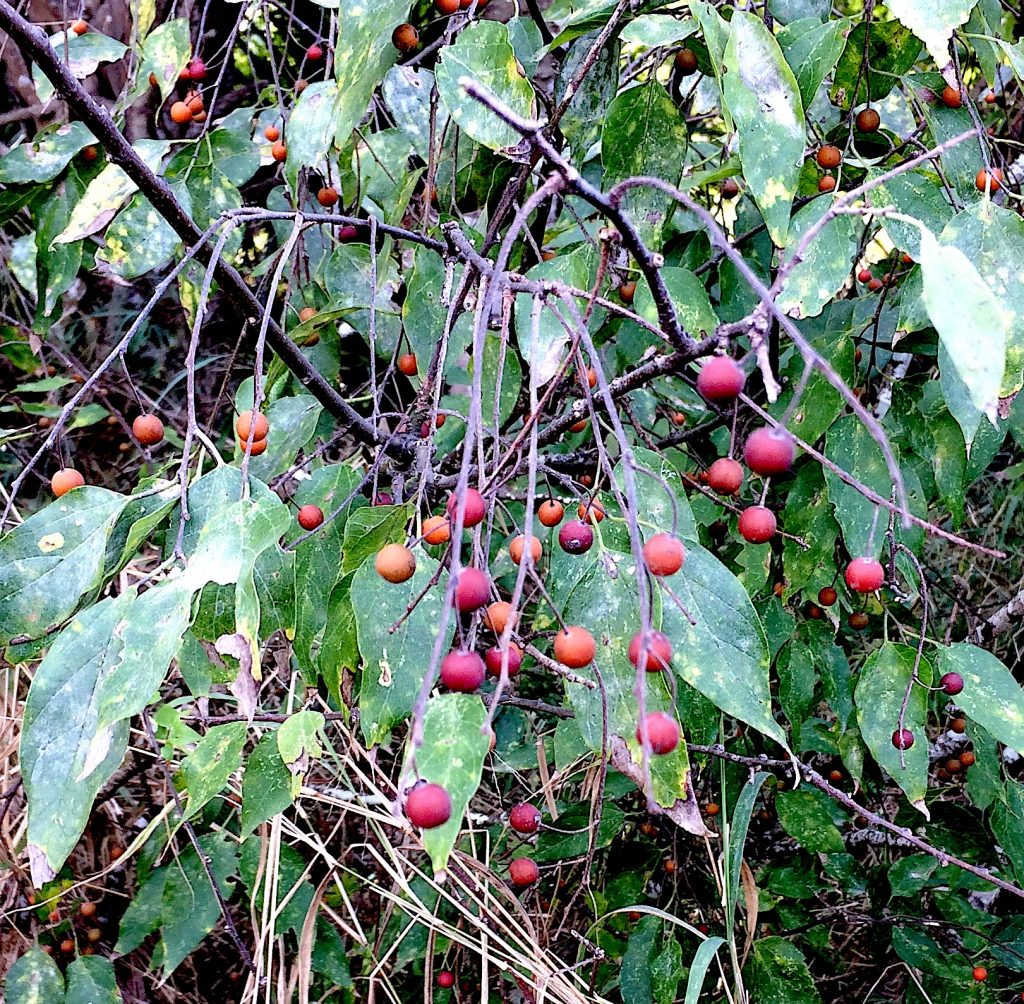 Sugarberry, Sugar Hackberry