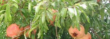 Punica Species, Granate Apple, Pomegranate