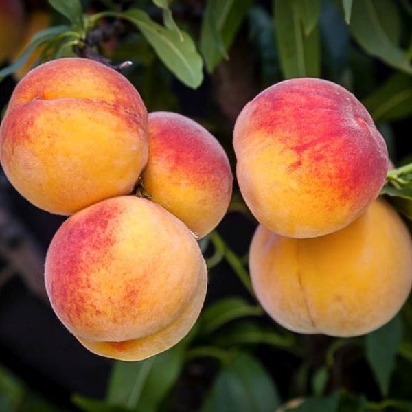 Peach Elberta