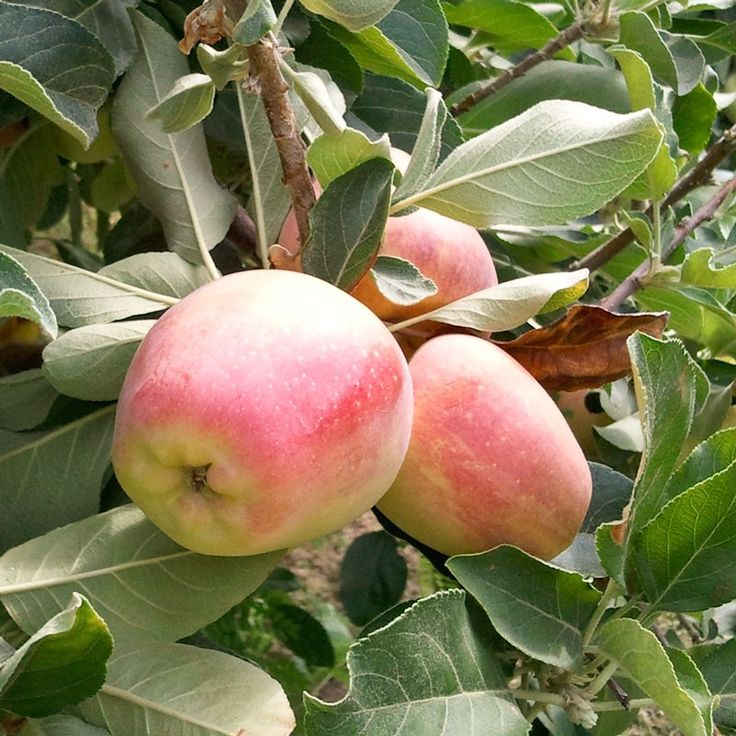 Malus, Apple Anna