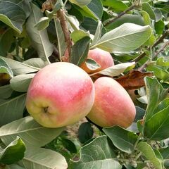 Malus, Apple 'Anna'