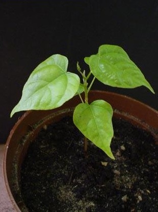 Bixa Species, Annatto, Lipstick Plant, Lipsticktree
