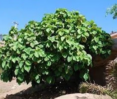 Ficus Species, Roxburgh Fig