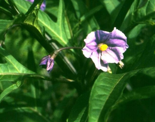 Lanceleaf Nightshade, Kangaroo Apple, Orange-berry Nightshade