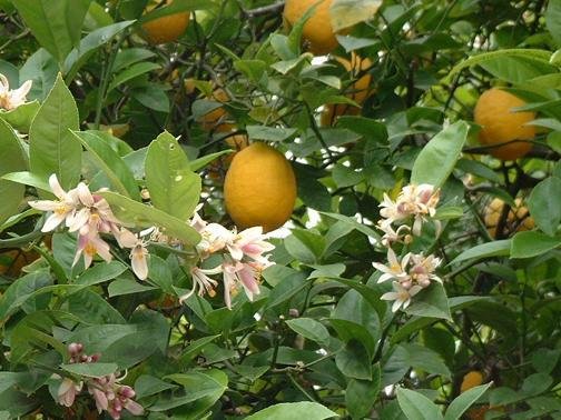 Citrus Species,Common Lemon