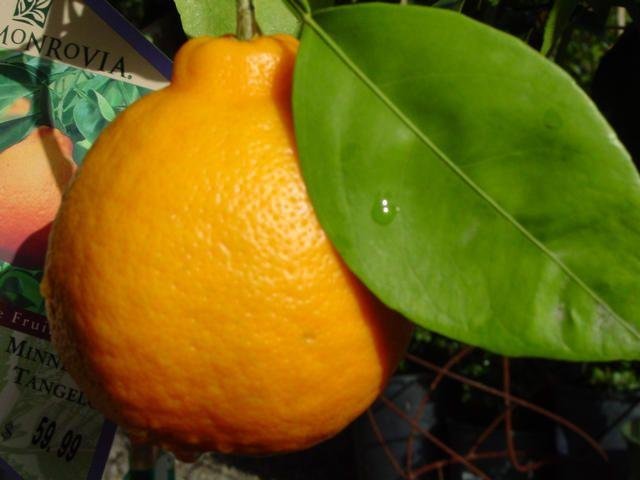 Citrus, Tangelo, Honeybell Minneola