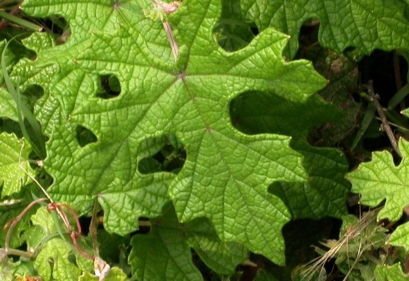 Mustang Grape, Texas Grape, Rio Grande Grape