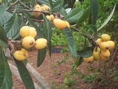 Eriobotrya, Japanese Plum, Loquat Bradenton
