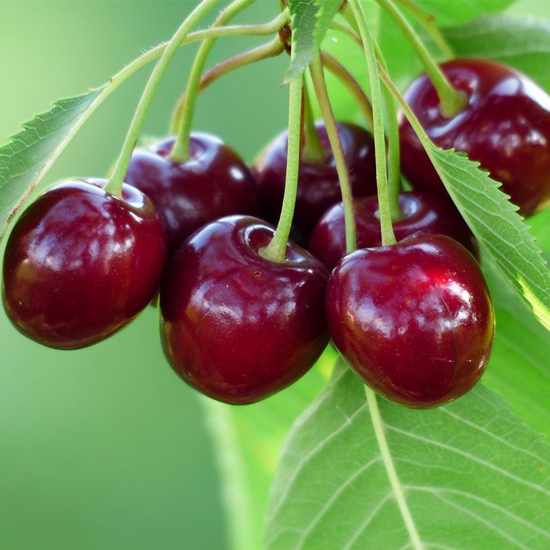 Sweet Cherry Bing