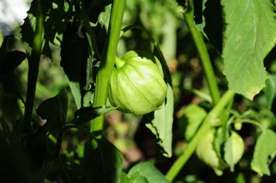 Physalis Species, Mexican Husk Tomato, Miltomate, Tomatillo