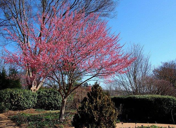 Japanese Flowering Apricot