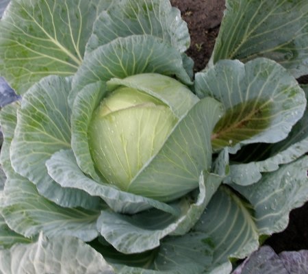 Cabbage Marner Lagerweis