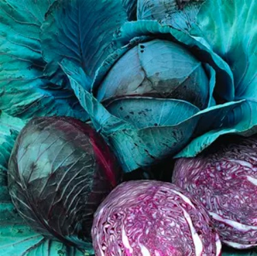 Cabbage, Red Marner Lagerrot