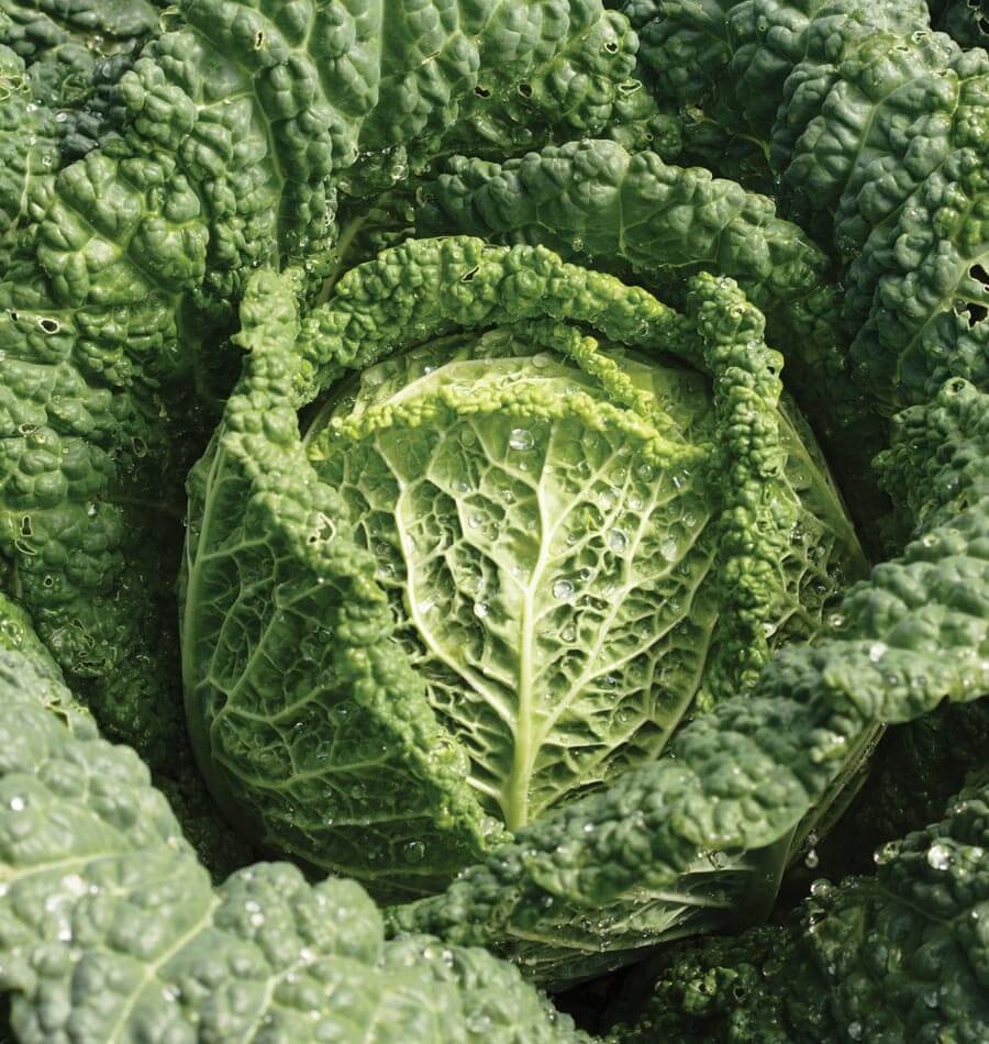 Cabbage Capriccio