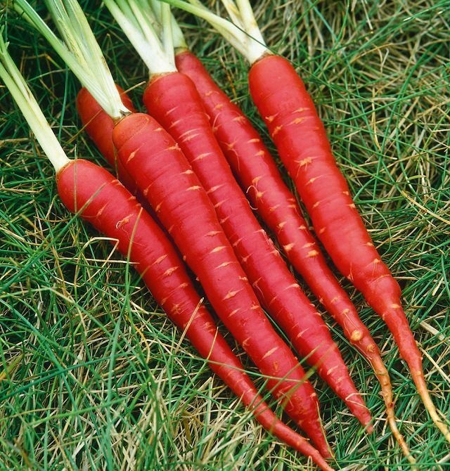Carrot Red Samurai