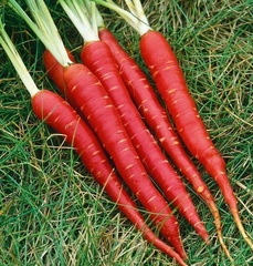 Carrot 'Red Samurai'