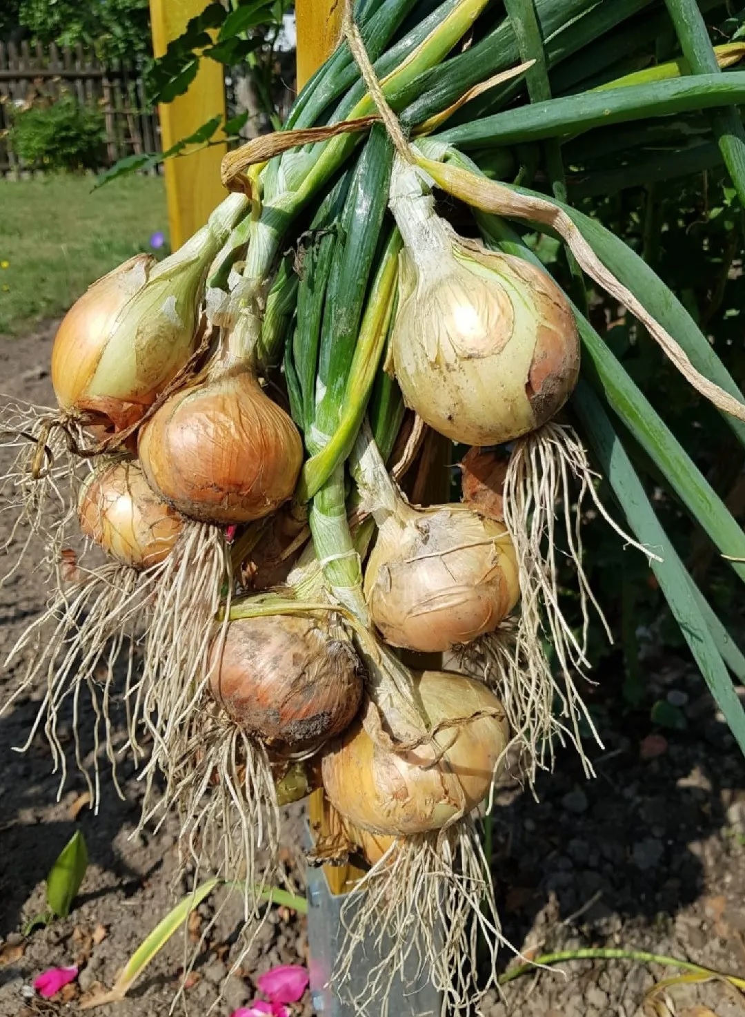 Allium, Garden Onion, Edible Onion Sturon