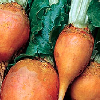 Beet Yellow Mangel