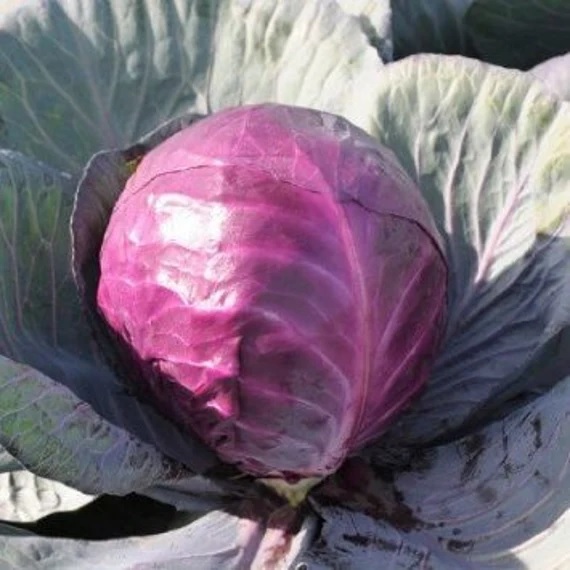 Cabbage, Red Red Cabeza