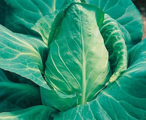 Cabbage Offenham Spring