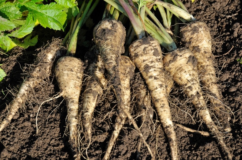 Parsnip Mitra