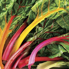 Swiss Chard 'Liscia Verde da Taglio'