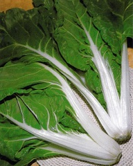 Swiss Chard 'Sibilla'