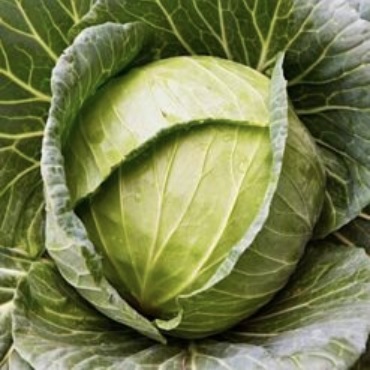 Cabbage Asia Cross