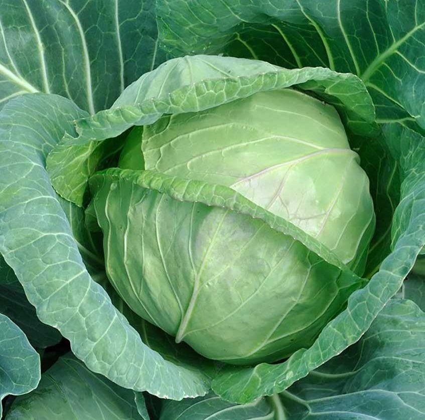 Cabbage New Orient
