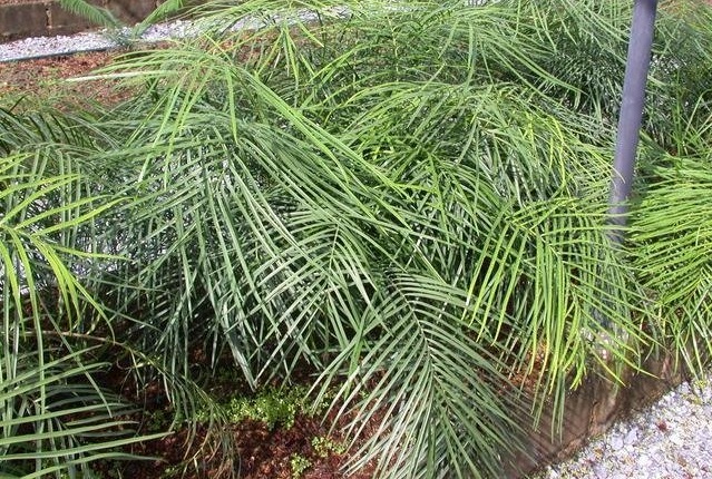 Zamia Species, Cycad, Marunguey
