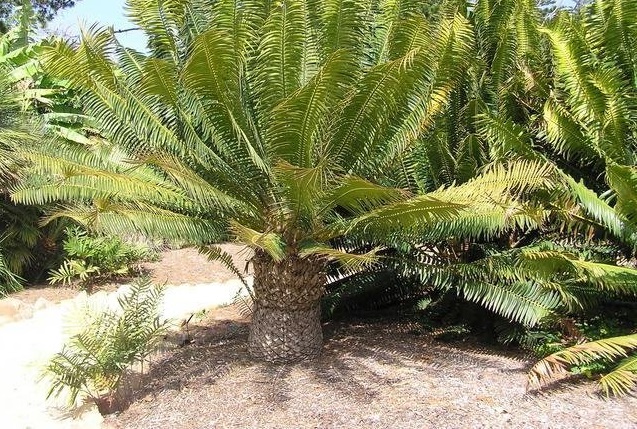 Encephalartos Hybrid, Barberton Cycad