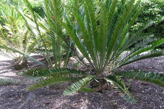 Encephalartos Species, Lake Natron Cycad