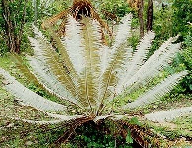 Cycad Silver
