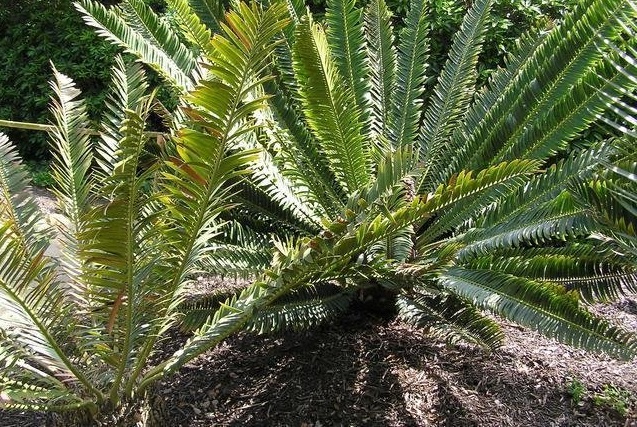 Encephalartos Species, Runde Cycad