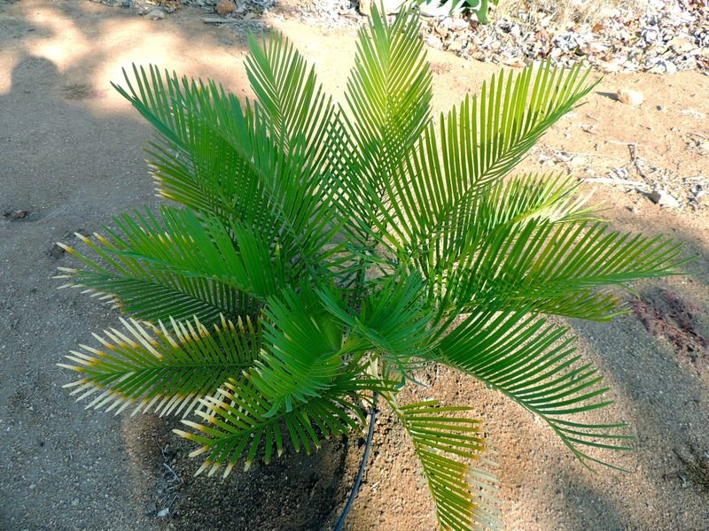 Cycad, Fern Sago