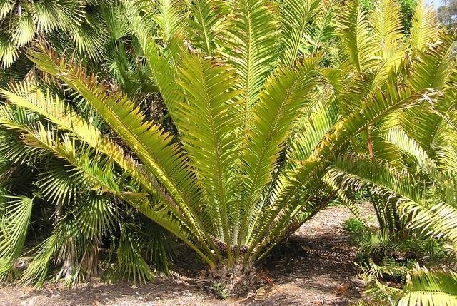 Encephalartos Species, Voi Cycad