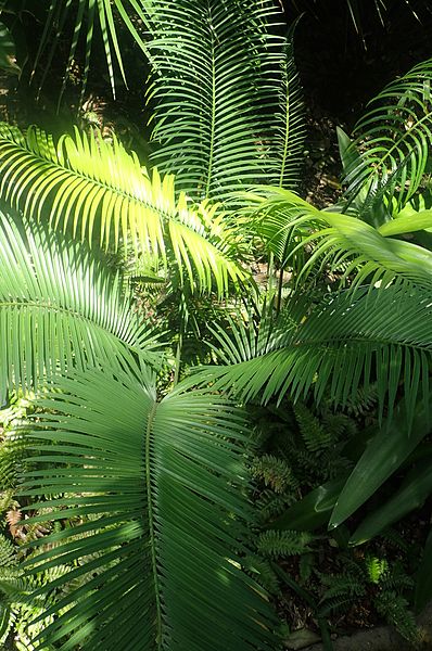 Cycad, Balansas Sago