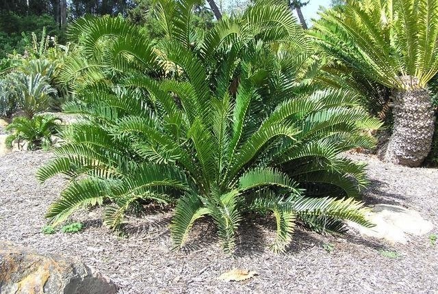 Encephalartos Hybrid, Cycad Encephalartos latifrons x altensteinii