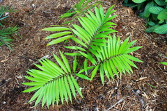 Zamia Species, Cycad, Bolivian Zamia
