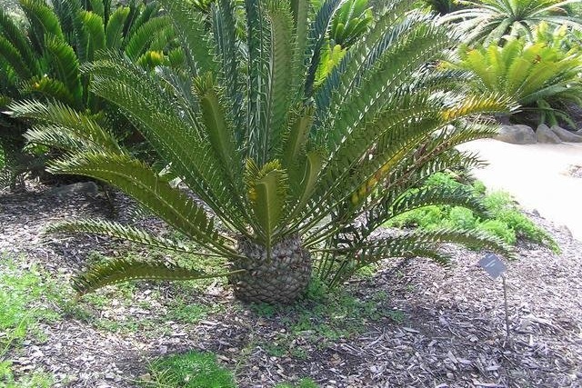 Encephalartos Hybrid, Cycad Encephalartos horridus x longifolius