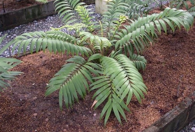 Cycad, Palma de Pegamento (Glue Palm)