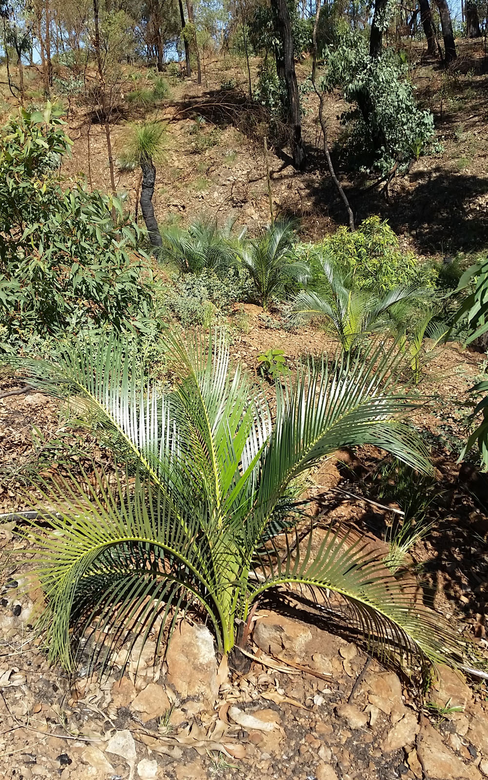 Cycad Macrozamia serpentina