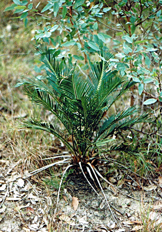 Cycad Macrozamia reducta
