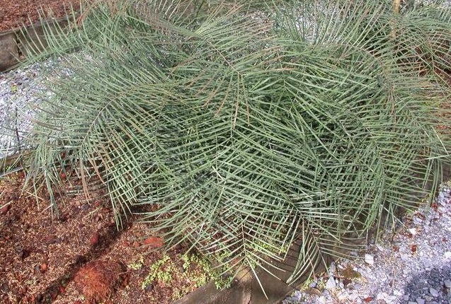 Zamia Species, Cycad Zamia angustifolia