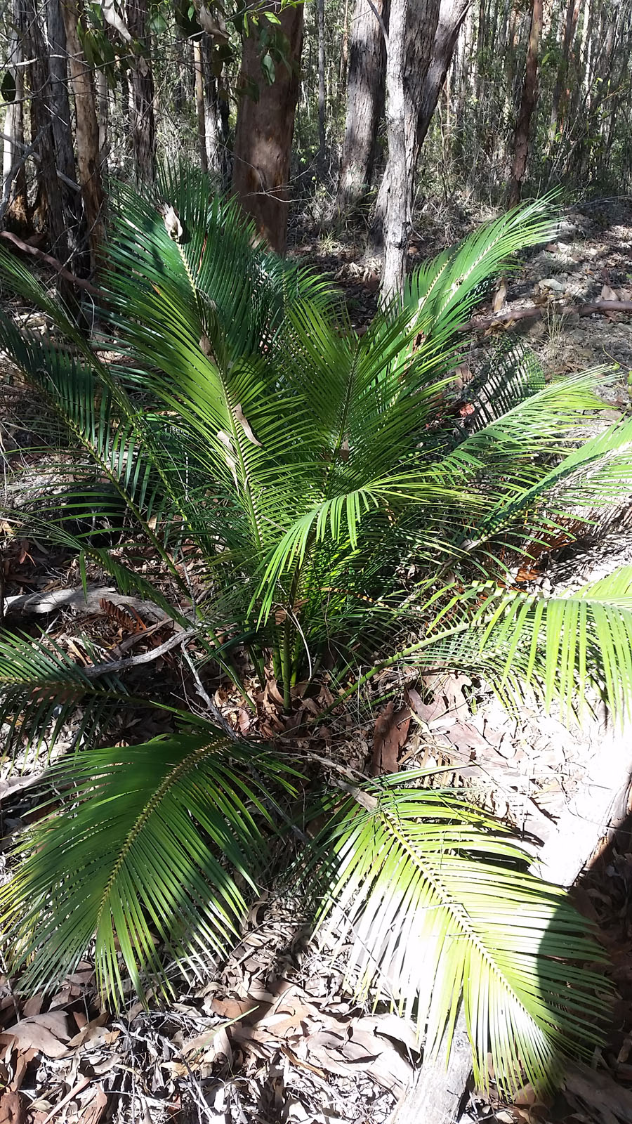 Cycad Macrozamia cardiacensis