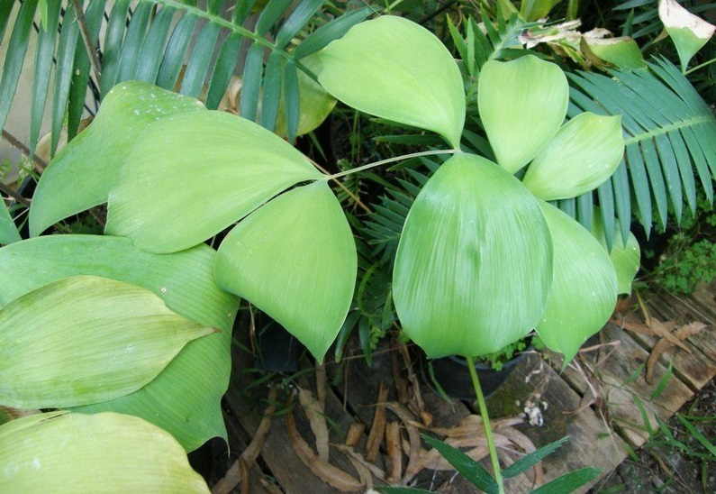 Ceratozamia Species, Cycad Ceratozamia euryphyllidia