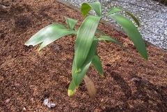 Zamia Species, Cycad 'Zamia amplifolia'